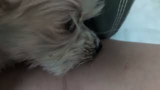 Just another licking time | dog lick ASMR