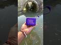 Jbl go4 speaker drop