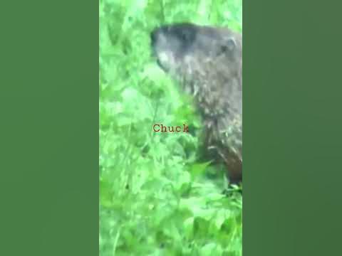 Chuck the groundhog - YouTube