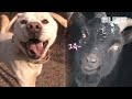 국내 최초 리트리버와 흑염소의 thㅏ랑 이야기ㅣKorea's First Love Story Of A Dog And A Black Goat