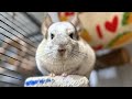 Morning routine of five chinchillas