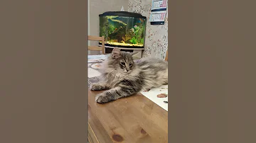 Норвежский лесной котенок Император Imperator On Fashion Peak, 4,5 месяца, fashionpeak.ru
