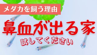 【鼻血が出る家は、メダカを飼いなさい】コージーベース　愛媛県松山市の住宅を健康にする会社　#メダカ　#アクアリウム　#水槽　#アトピー