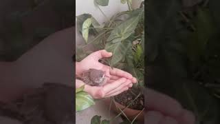 Yavru Serçe Nasıl Beslenir