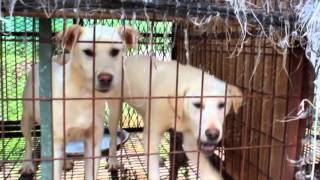 Meat dog breeding farms and dog meat market in South Korea (video by Nami Kim and SaveKoreanDogs)