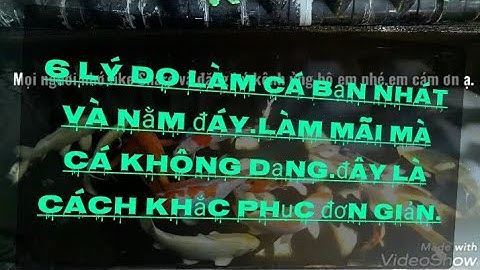 6 nguyên nhân cơ bản ảnh hưởng làm cá koi nhát người _ nằm đáy - cách khắc phục hiệu quả.
