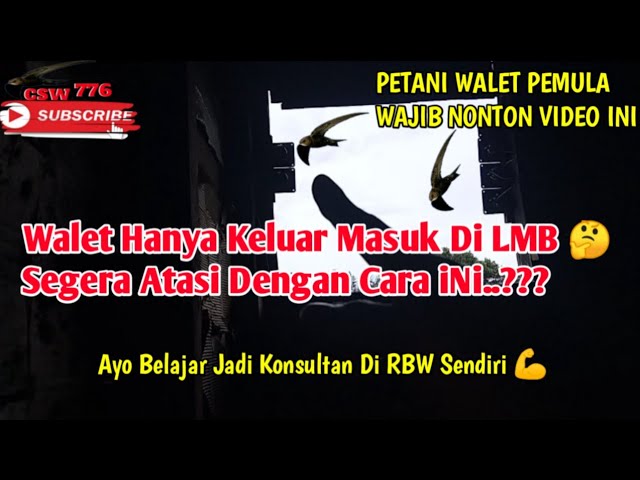 CARA MENGATASI WALET BARU AGAR TIDAK HANYA KELUAR MASUK DI LMB class=