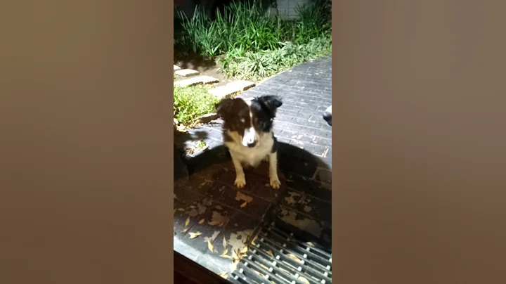 i think my dog is broken