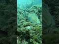 Cuttlefish attack!