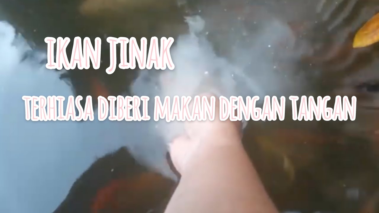 MEMBERI MAKAN IKAN DENGAN TANGAN YouTube