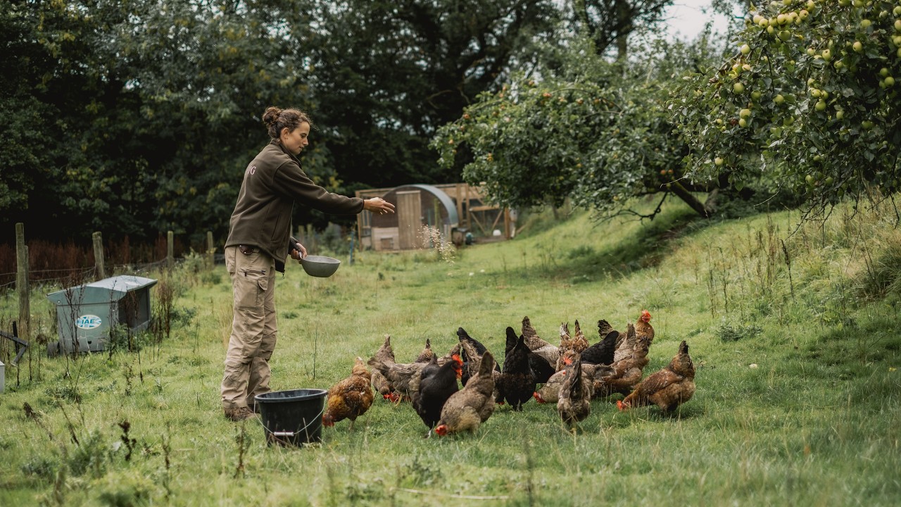 First Cup Part 2: THE PIG