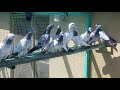 Khalifa numan butt has quit his shoq pigeons part 2 for sale 03008648002