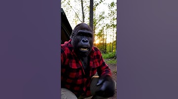 Monkey Blog Ai video #ai #shorts #ytshort #shortsfeed #monkeyblog #monkey #veo3 #google #gemini