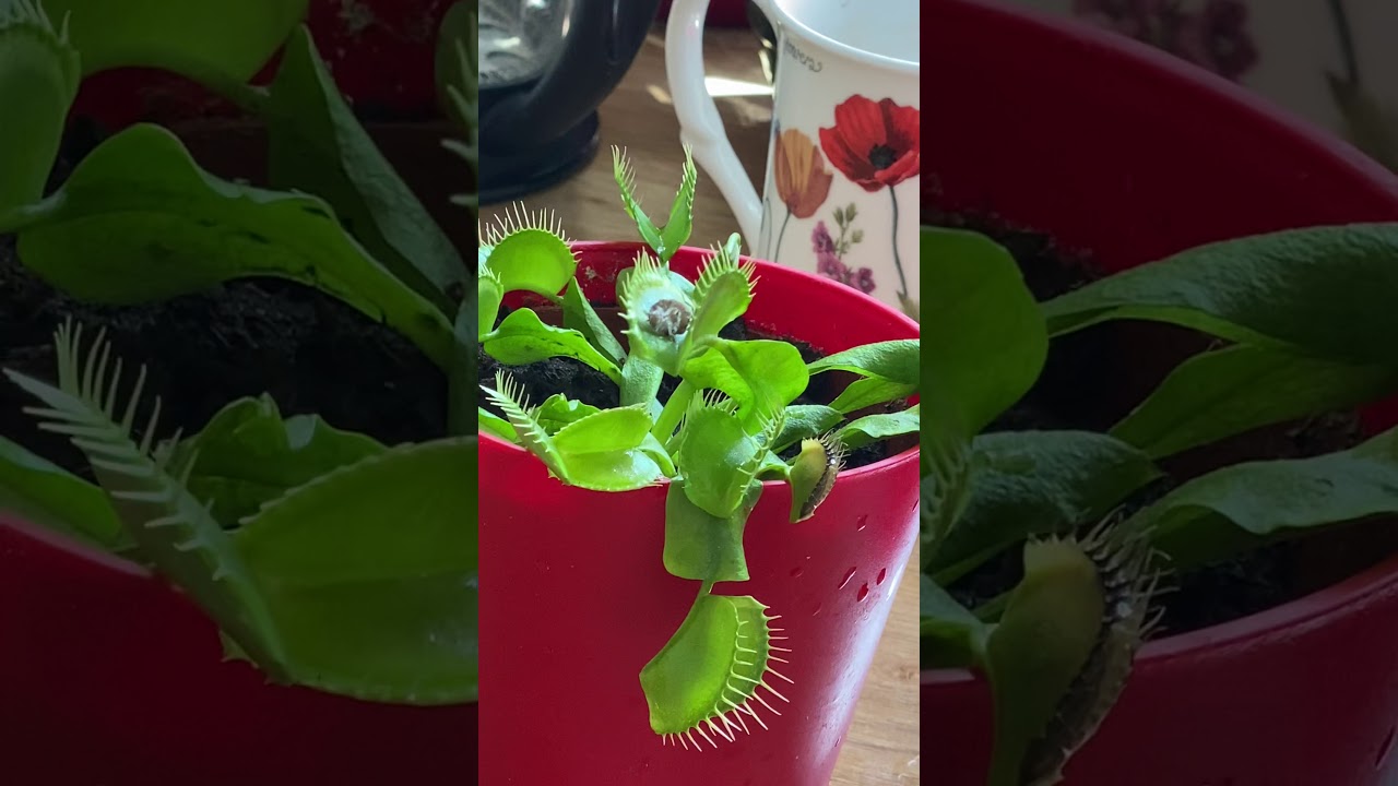 Fly eating plants YouTube