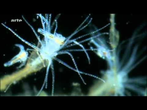 Planete Plancton 8  Recherches Fondamentales