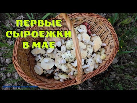 Первые майские сыроежки