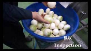 53 玉ねぎ自動皮むき機 玉ねぎ根及び茎切断機 양파뿌리꼭지절단기 Youtube 53 玉ねぎ自動皮むき機 玉ねぎ根及び茎切断機 양파뿌리꼭지절단기 Youtube