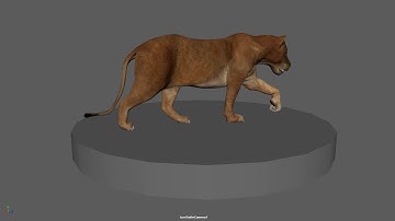 Lion walk cycle animation