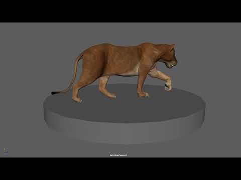 Lion walk cycle animation