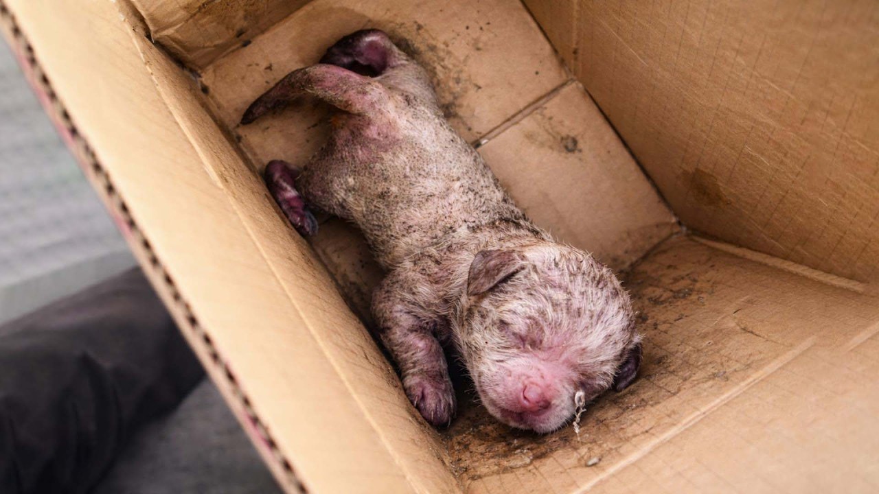 Новорожденный щенок, брошенный умирать на бетоне, нашел любовь и вырос в счастливого маленького пса!
