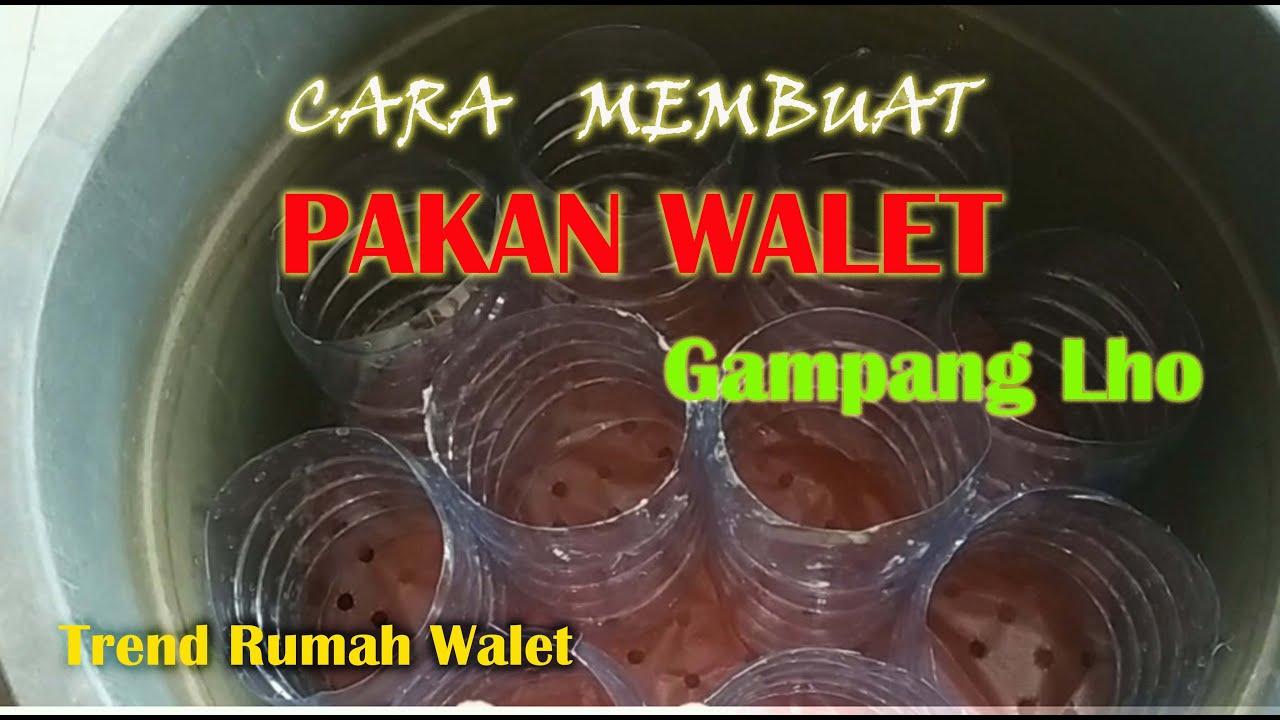 CARA MEMBUAT PAKAN MAKANAN BURUNG WALET 