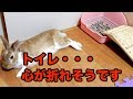【おもしろぺット】うさぎのトイレの指導はこんなにも大変なのか・・
