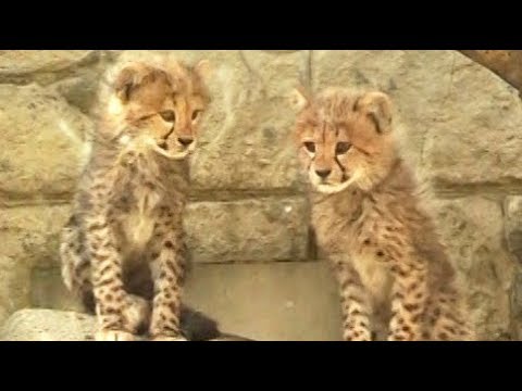 どーぶつ親子 チーター Youtube どーぶつ親子 チーター Youtube