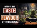 Better tasting cannabis with these simple techniques