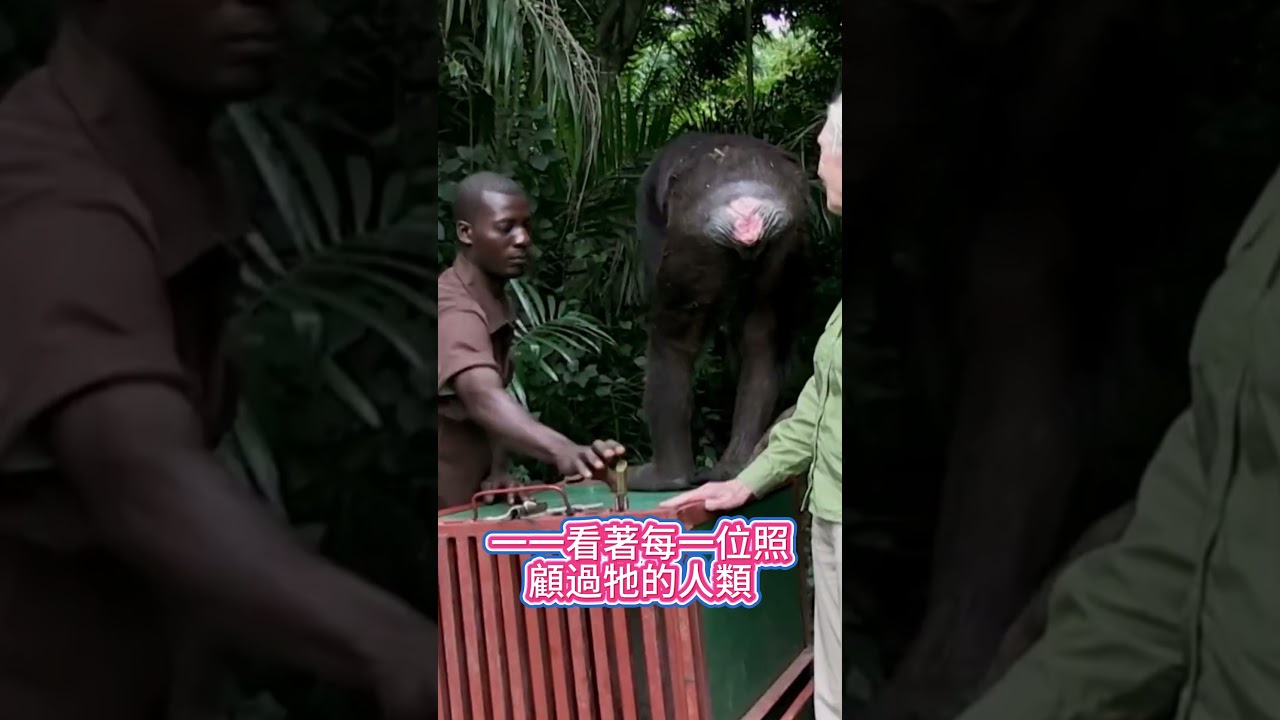 懂感情的黑猩猩（YT：JaneGoodallAustralia）