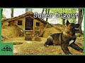 Do-it-yourself dugout in the forest. The roof and walls are ready!