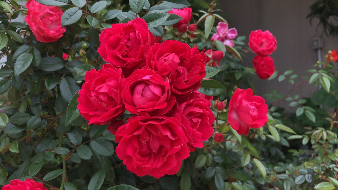 Stress Reliever - YouTube