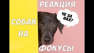 ПРИКОЛЫ СОБАКИ#1 РЕАКЦИЯ СОБАК НА ИСЧЕЗНОВЕНИЕ ЧЕЛОВЕКА ПОДБОРКА 2018