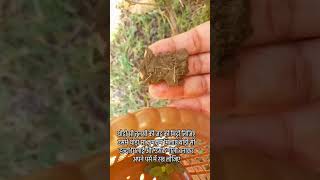 थोड़ी सी तुलसी की जड़ की मिट्टी लिजिए उसमें थोड़ा सा कुमकुम मिलाए थोड़ी सी हल्दी मिलाई 🙏🙏