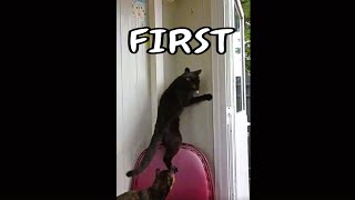 Who is faster and more agile.‍⬛ #shorts #catvideos #blackcat #cat #catshorts #cutecat