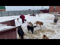 Занимались уборкой территории в приюте ДРУГ ЖИВИ. г. ОМСК