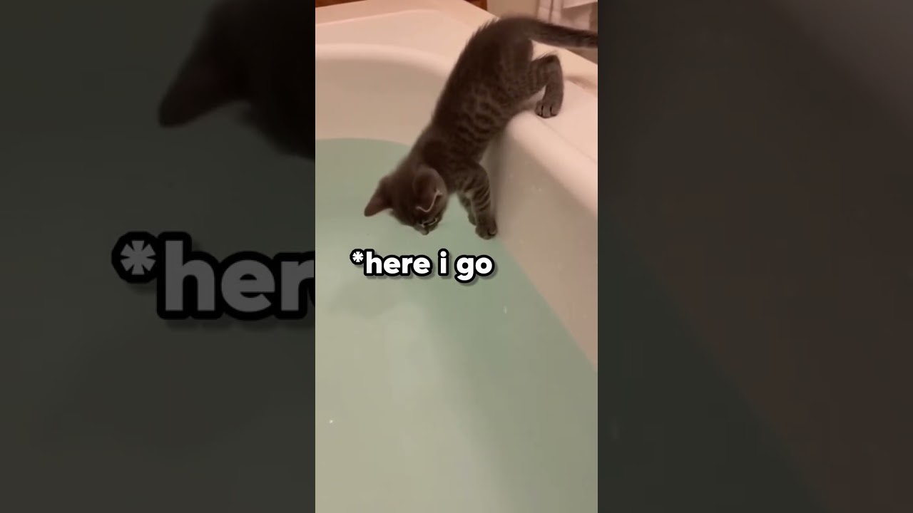 Cat is just a chill cat 😭 