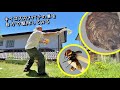 キイロスズメバチの巣を自力で駆除してみる