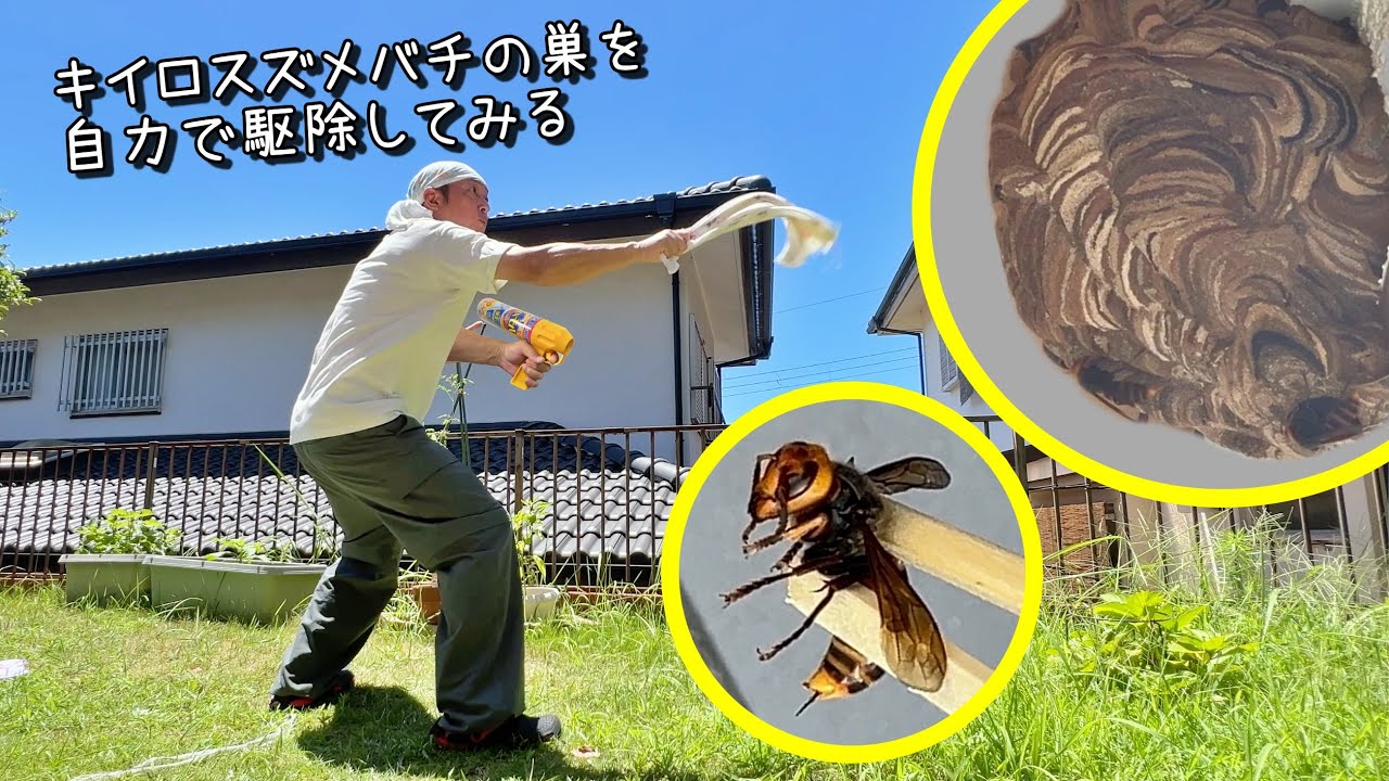 キイロスズメバチの巣を自力で駆除してみる