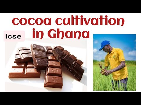 case study cocoa cultivation in ghana class 7