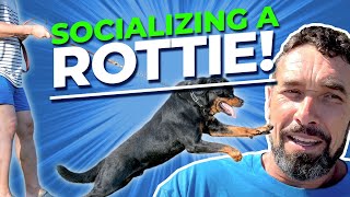 How to Socialize a Dominant Rottweiler