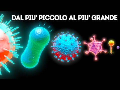 Video: Perché gli organismi unicellulari sono sempre molto piccoli?