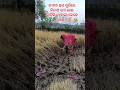 ଦ୍ଵିତୀୟ ଦୀନର ଧାନ କଟା😭😭#shortsfeed#jharafula jharafula #ytshorts#odiashorts #jay jagannath#minivlog