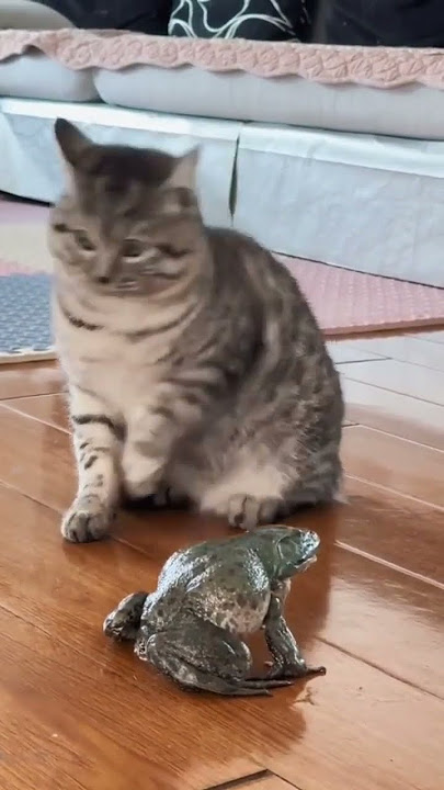 Katak menangis 😹