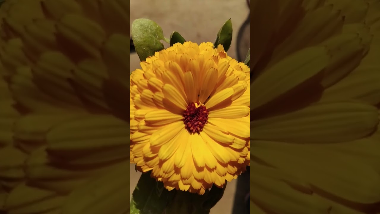 Yellow calendula