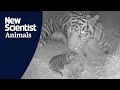 First moments of rare sumatran tiger cub born at zsl london zoo