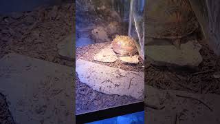 Show all the new stuff I got for the reptile room/gaming room.