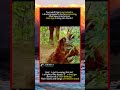 Two adult tigers are locked ina brutalgrapple in the forest clearing,fro#foryou #fyp #animals #funny