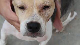 VET CASE STUDY: An old Beagle has low platelet count and swollen left face.