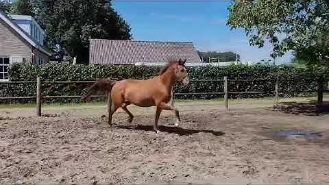 Pryamora kjento x crack c