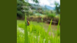 Bugs Chorus Sound to Relax